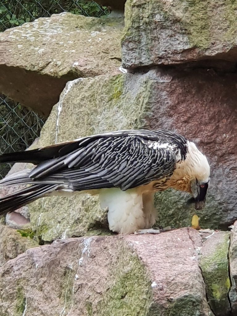 Bart-Geier, Bewohner im Tierpark Berlin