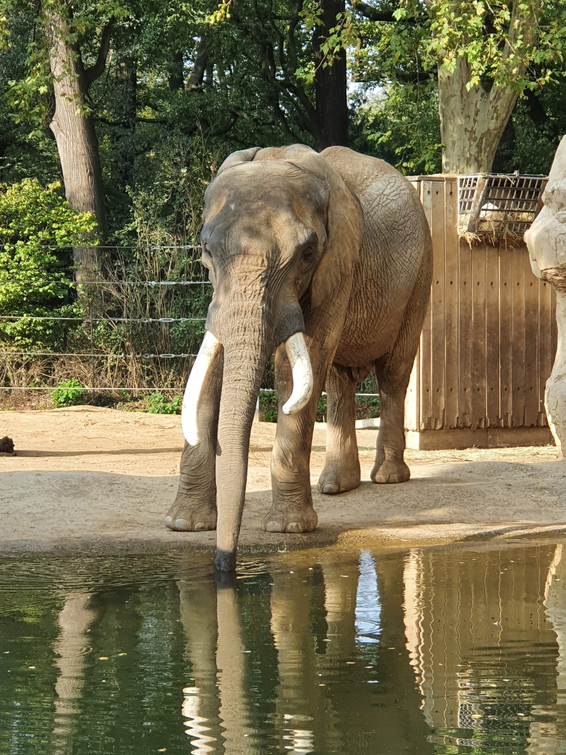 Afrikanischer Elefant, Bewohner im Zoo Dresden