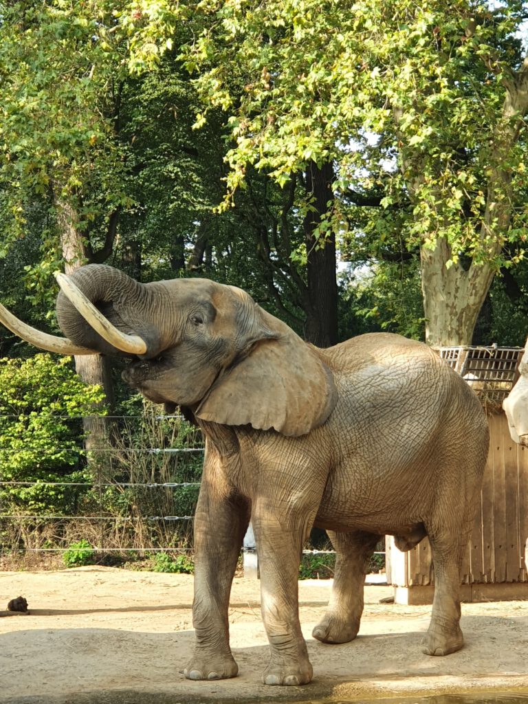 Afrikanischer Elefant, Bewohner im Zoo Dresden