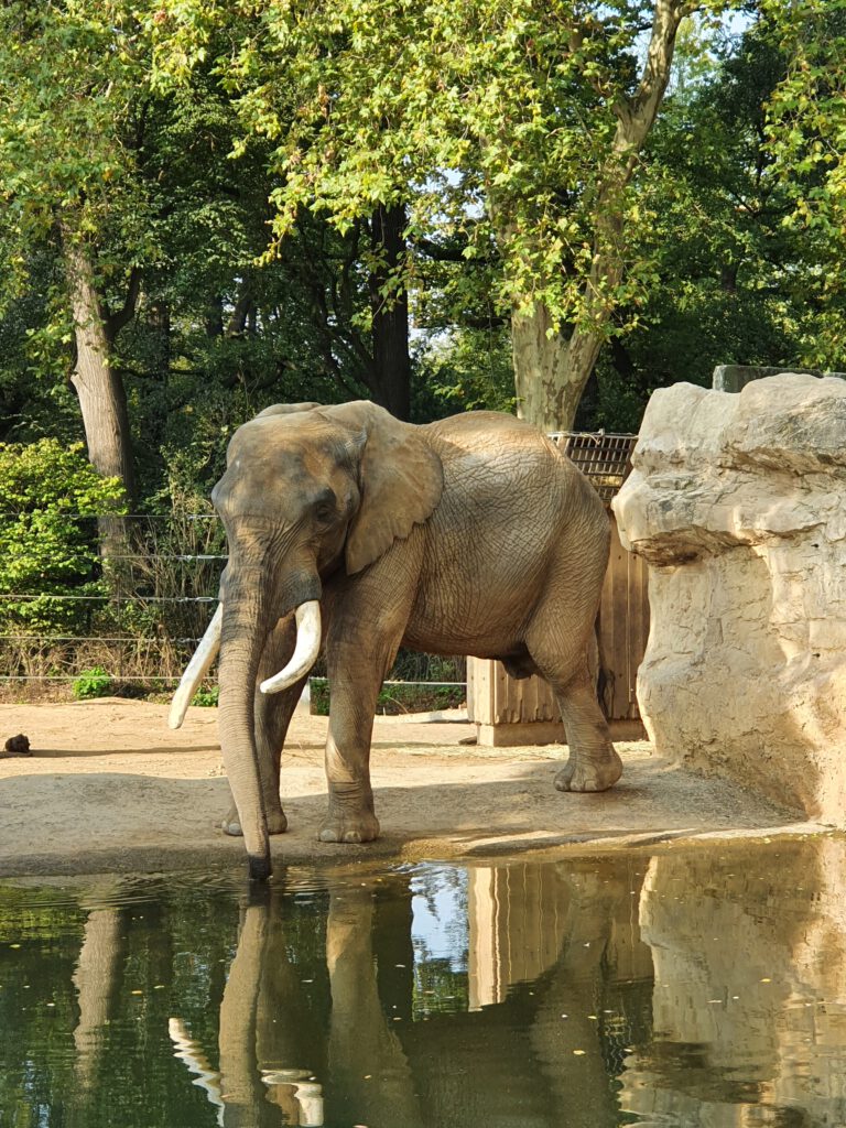 Afrikanischer Elefant, Bewohner im Zoo Dresden