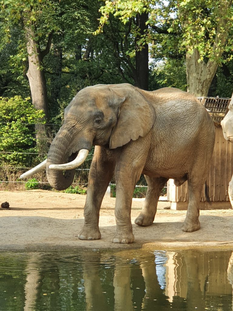 Afrikanischer Elefant, Bewohner im Zoo Dresden