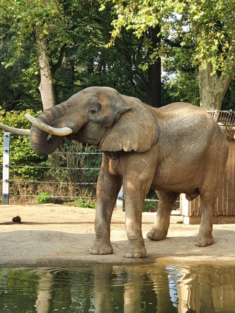 Afrikanischer Elefant, Bewohner im Zoo Dresden