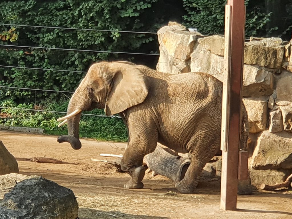 Afrikanischer Elefant, Bewohner im Zoo Dresden