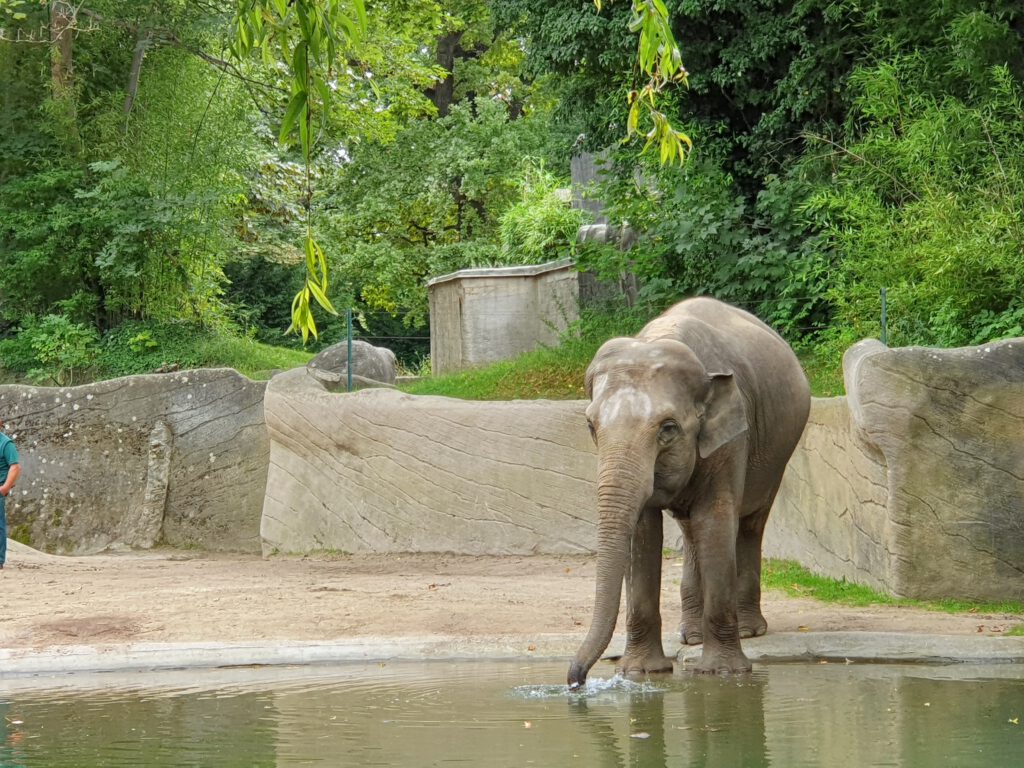 Asiatischer Elefant, Bewohner im Tierpark Hagenbeck