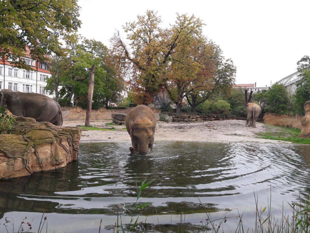 Asiatischer Elefant, Bewohner im Zoo Leipzig
