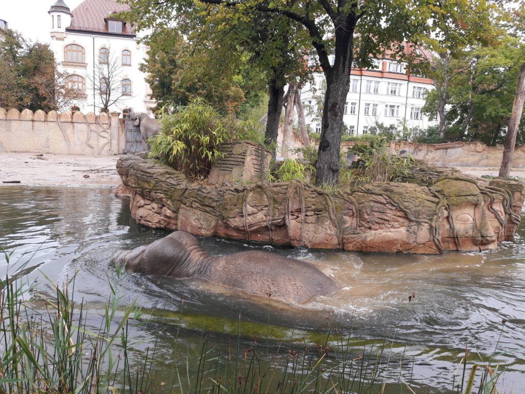 Asiatischer Elefant, Bewohner im Zoo Leipzig