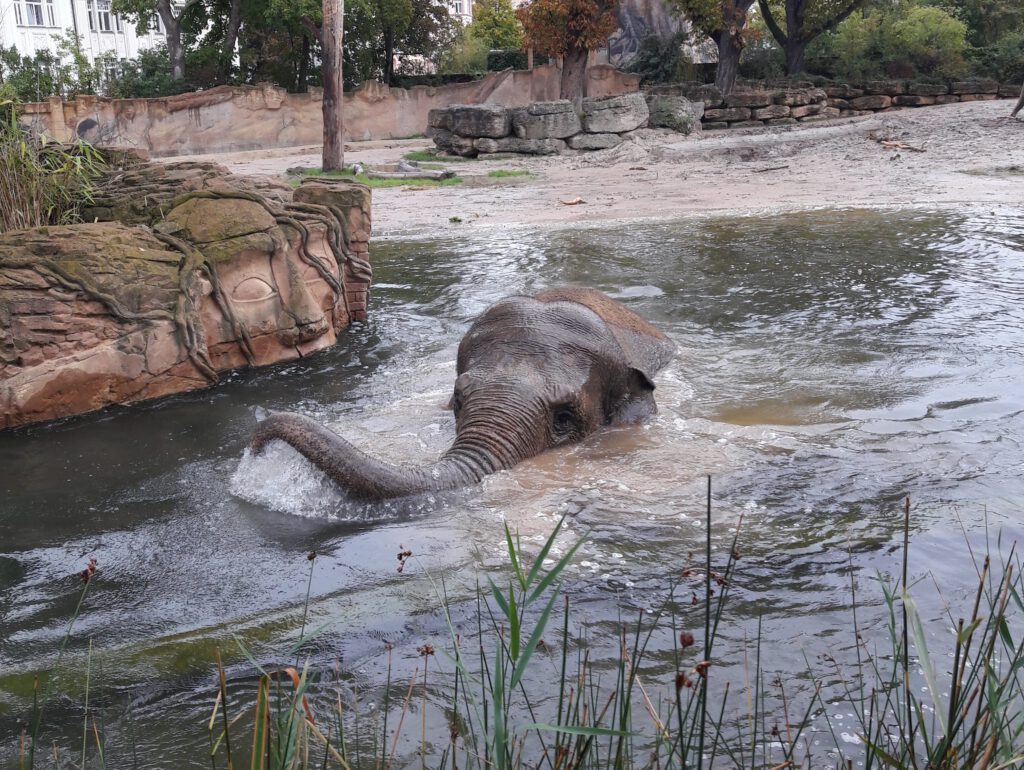 Asiatischer Elefant, Bewohner im Zoo Leipzig