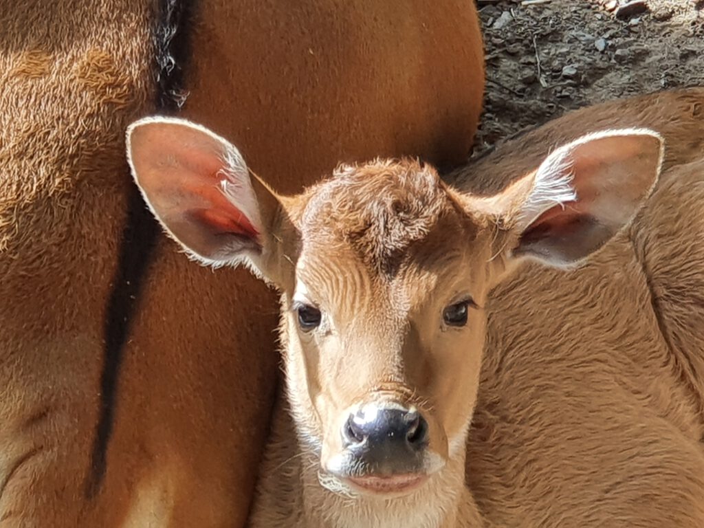 Zoo Dresden