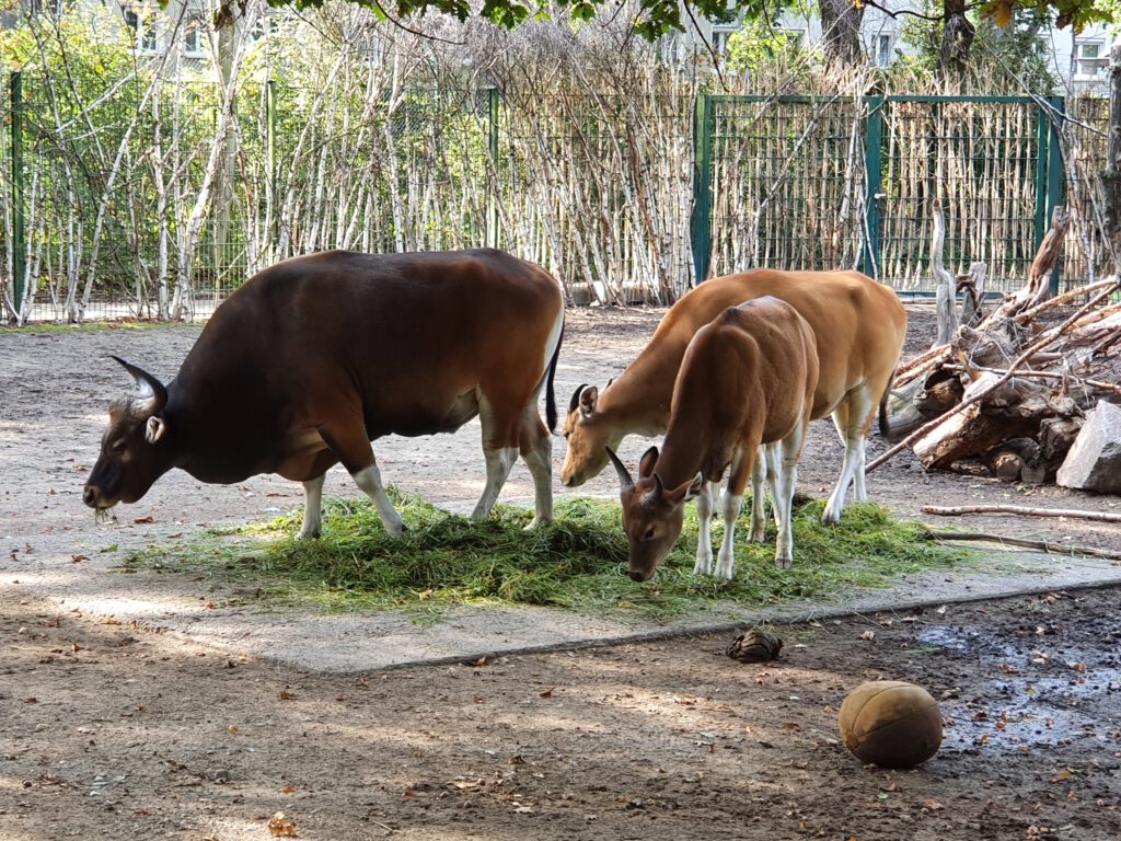 Banteng, Bewohner im Zoo Dresden