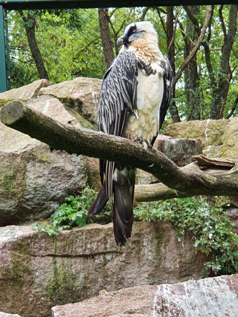 Bart-Geier, Bewohner im Tierpark Berlin