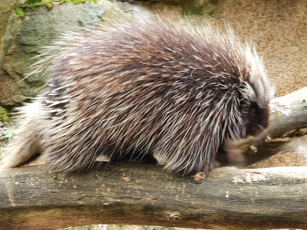 Baumstachler, Bewohner im Tierpark Berlin