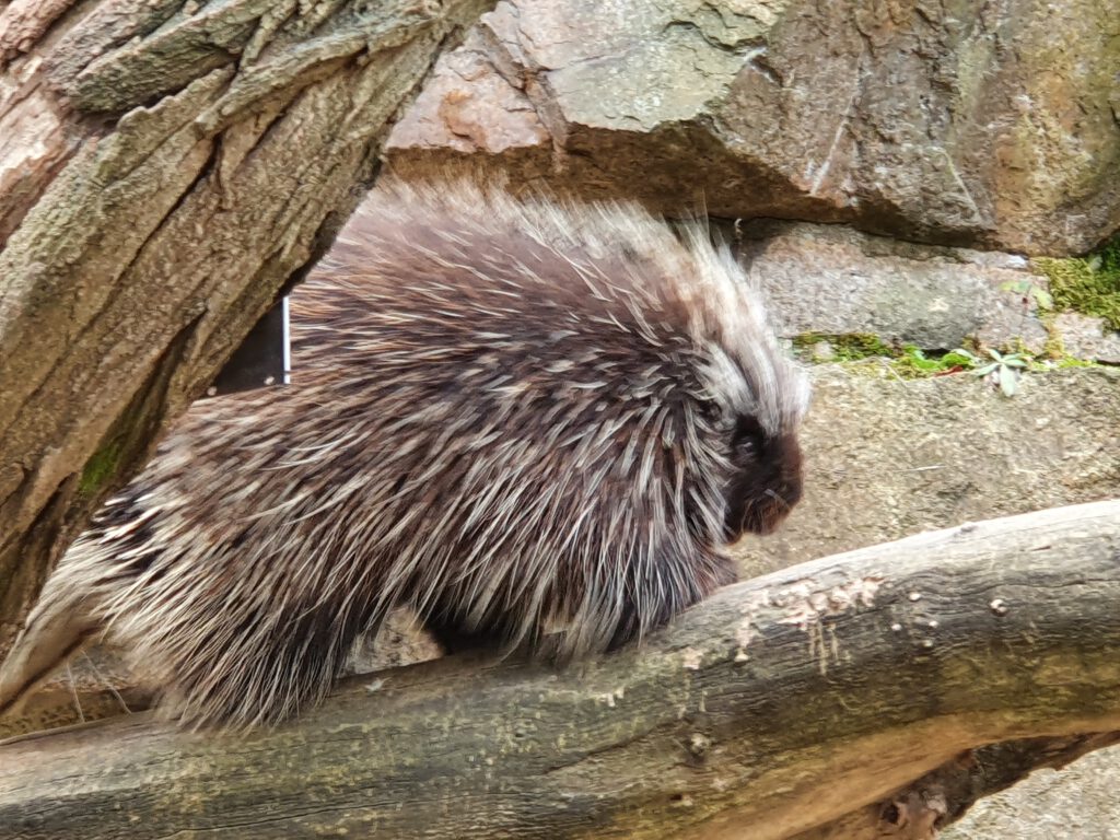 Baumstachler, Bewohner im Tierpark Berlin