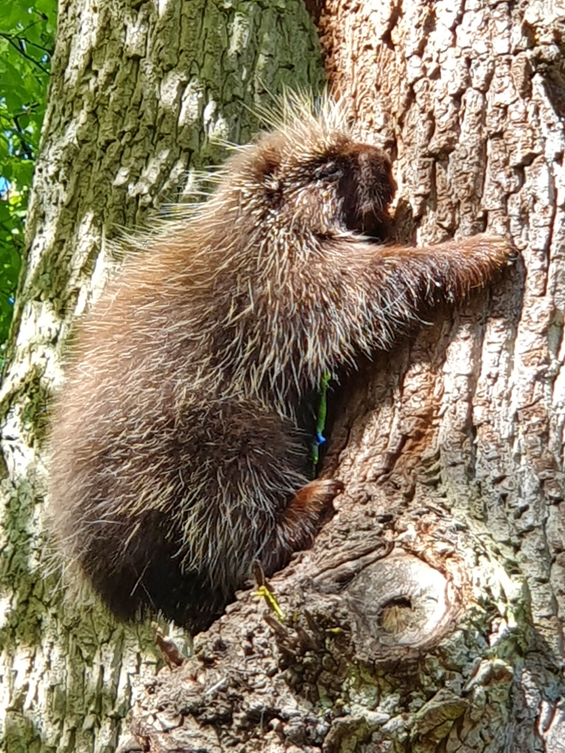 Baumstachler, Bewohner im Zoo Schwerin