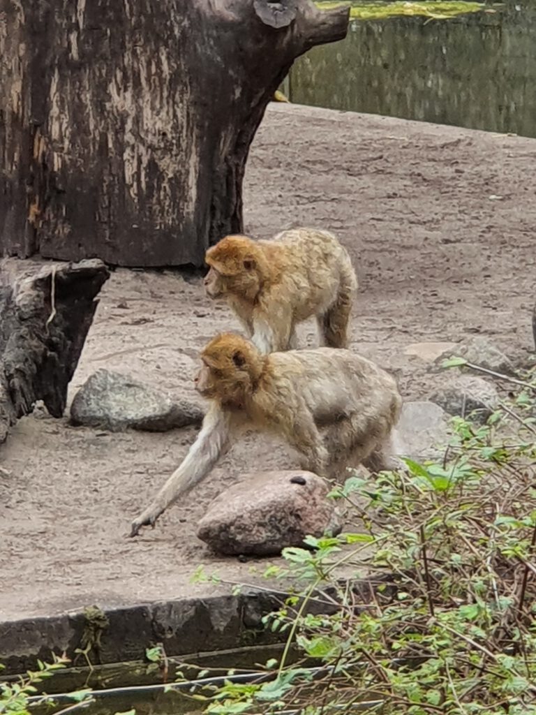 Berberaffen, Bewohner im Tierpark Berlin