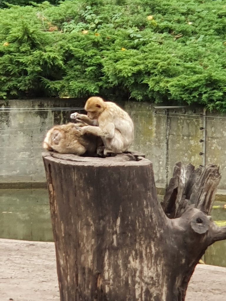 Berberaffe, Bewohner im Tierpark Berlinlin