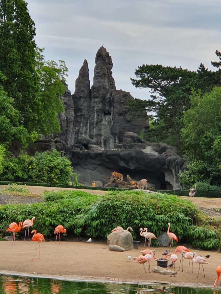 Chile- und Kuba-Flamingo, Bewohner im Tierpark Hagenbeck