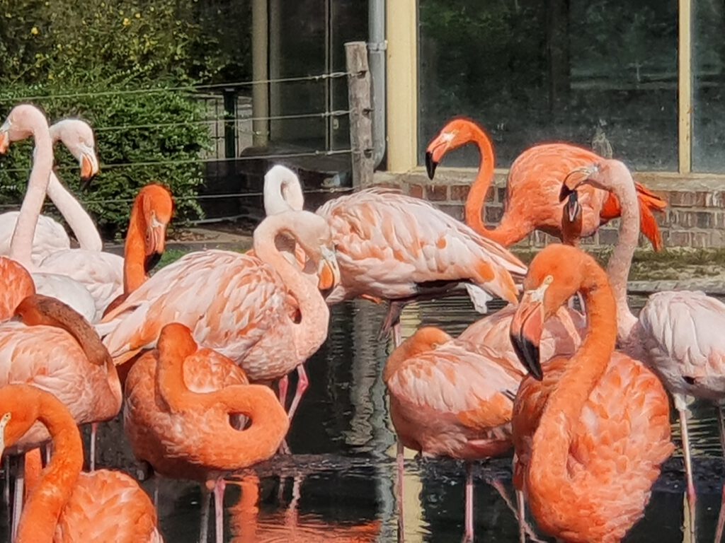 Kuba-Flamingo in Dresden