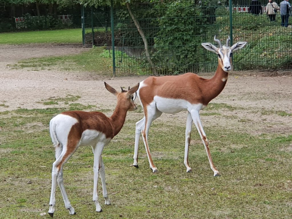 Dama-Gazelle, Bewohner im Tierpark Berlin