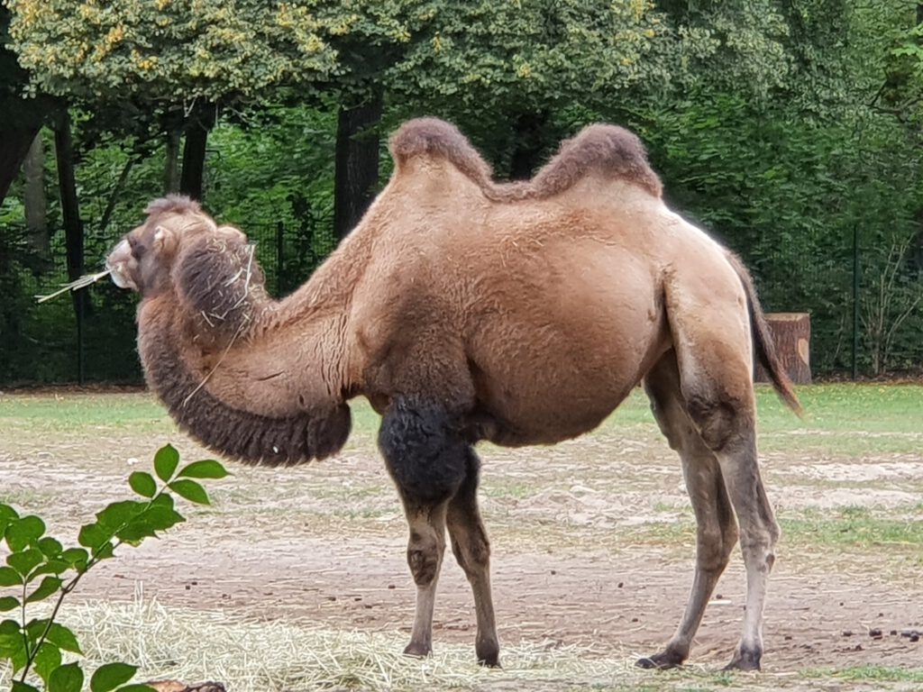 Dromedar, Bewohner im Tierpark Berlin