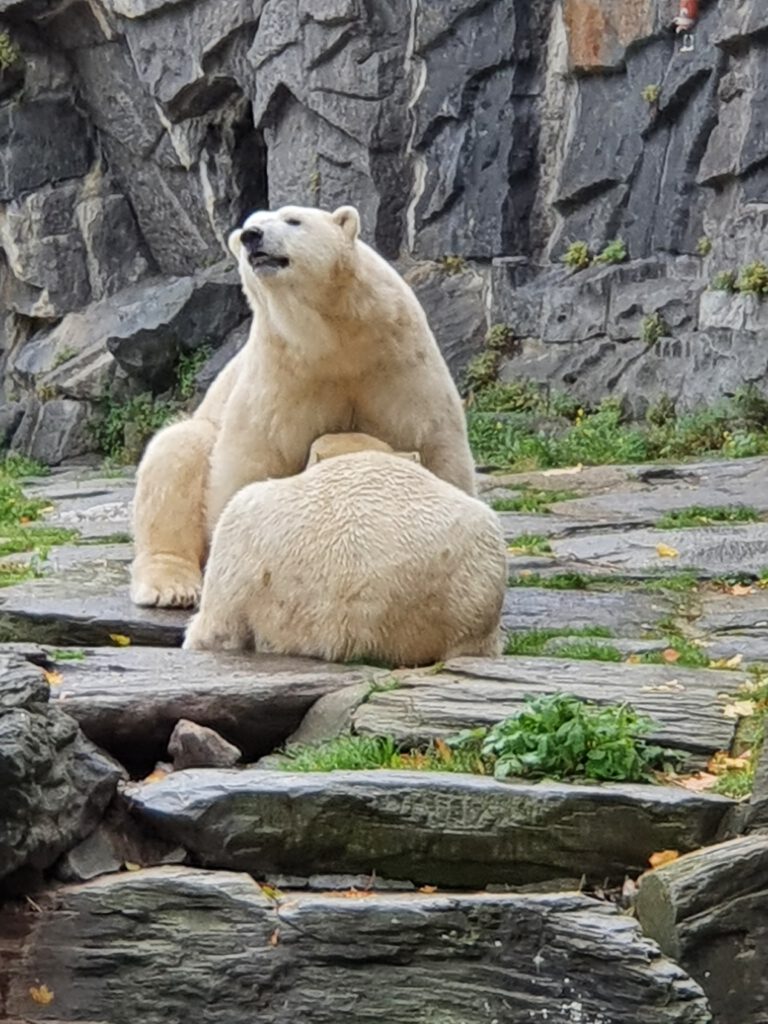 Eisbär, Bewohner im Tierpark Berlin