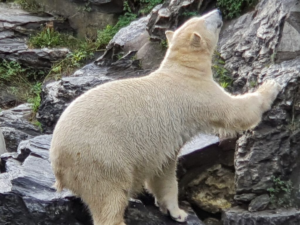 Eisbär, Bewohner im Tierpark Berlin