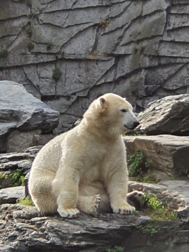 Eisbär, Bewohner im Tierpark Berlin