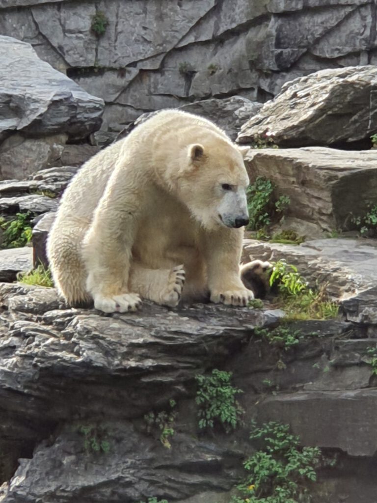 Eisbär, Bewohner im Tierpark Berlinrlin