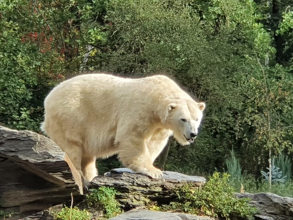 Eisbär, Bewohner im Tierpark Berlin