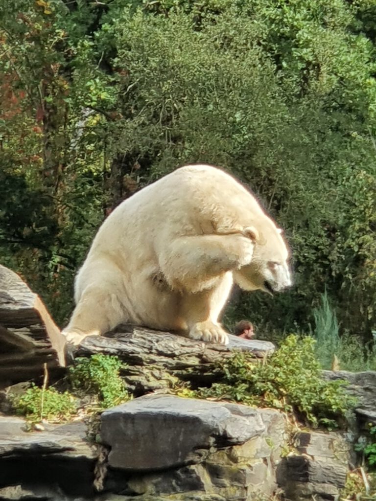 Eisbär, Bewohner im Tierpark Berlin