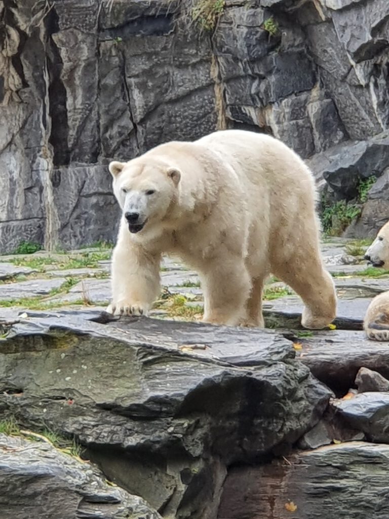 Eisbär, Bewohner im Tierpark Berlin