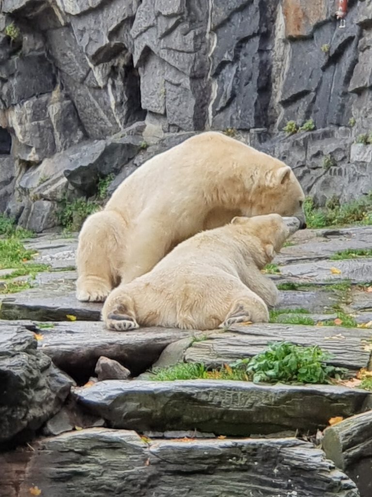 Eisbär, Bewohner im Tierpark Berlin