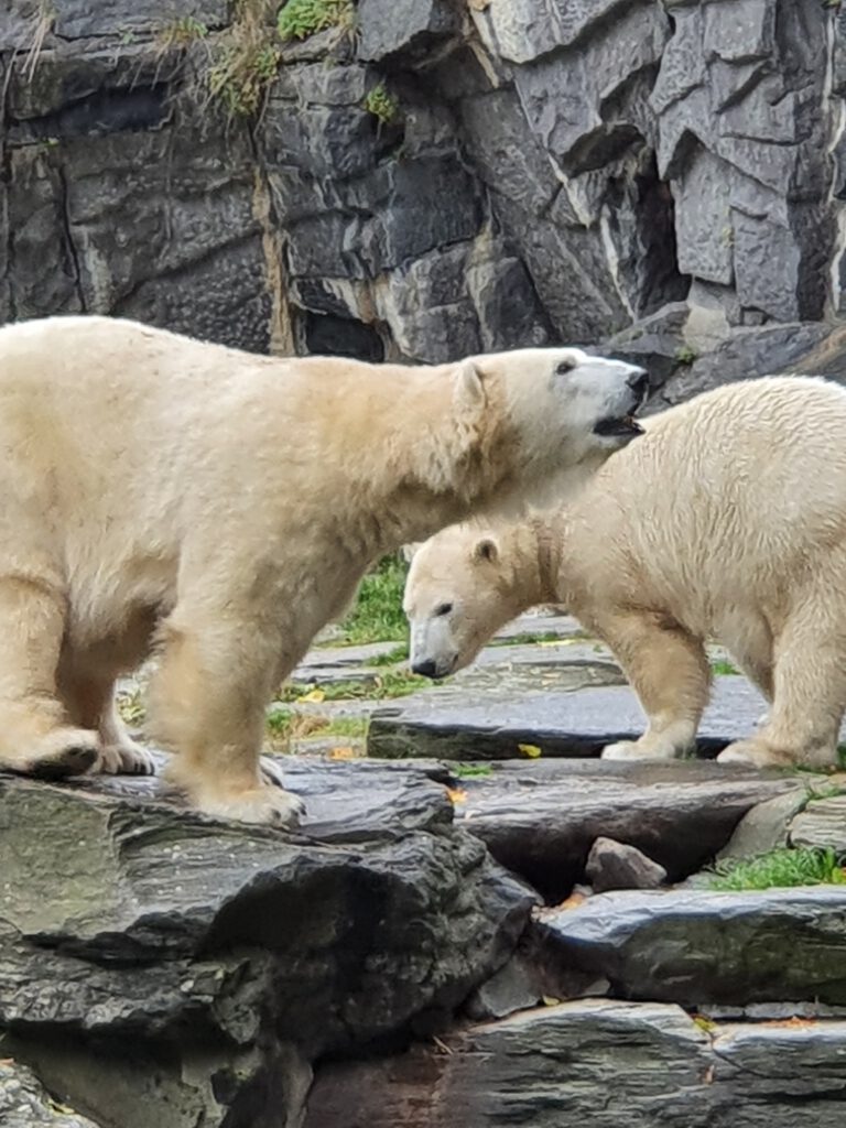 Eisbär, Bewohner im Tierpark Berlin