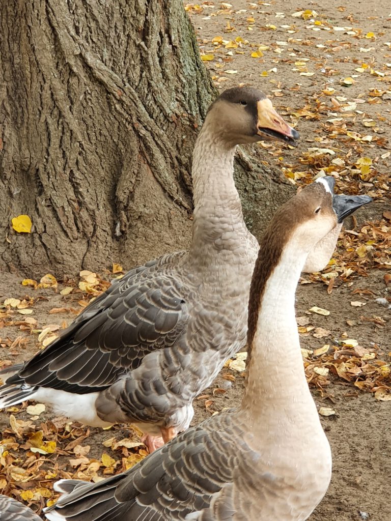 Hausgans, Bewohner im Tierpark Berlin