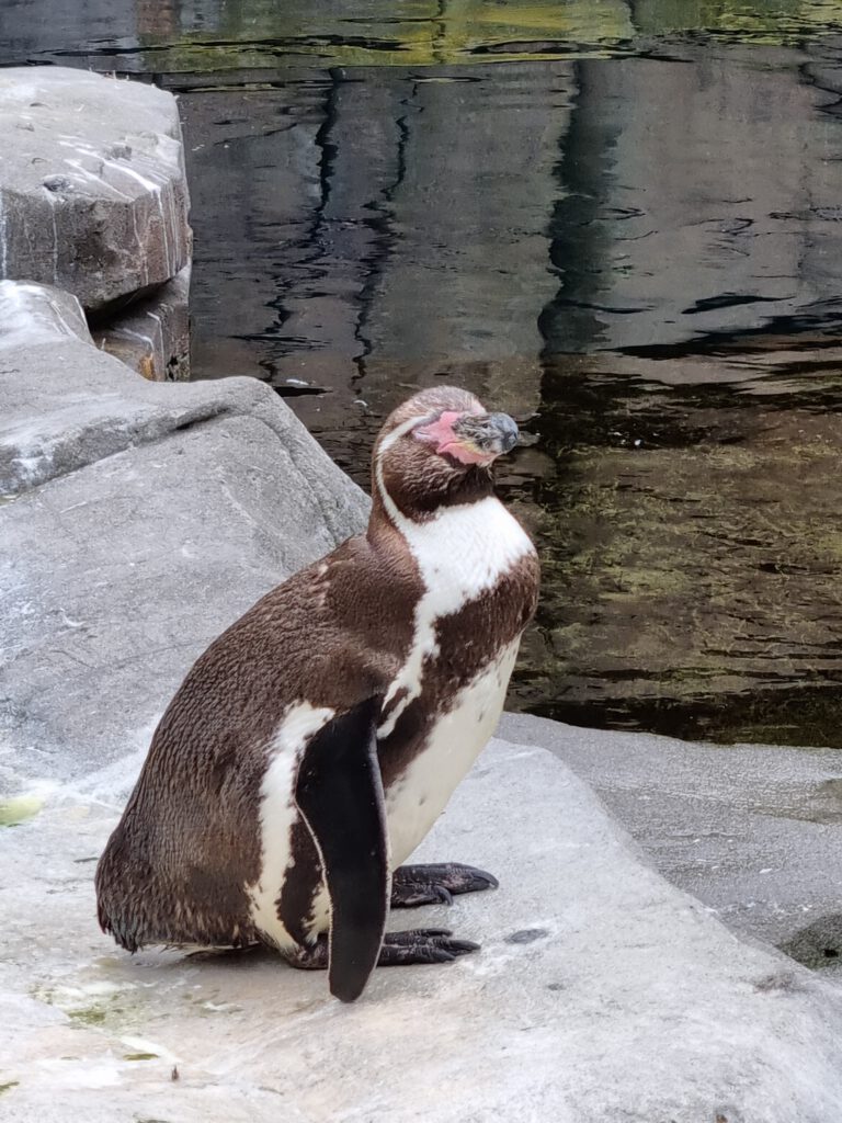 Humboldt-Pinguin, Bewohner im Tierpark Hagenbeck
