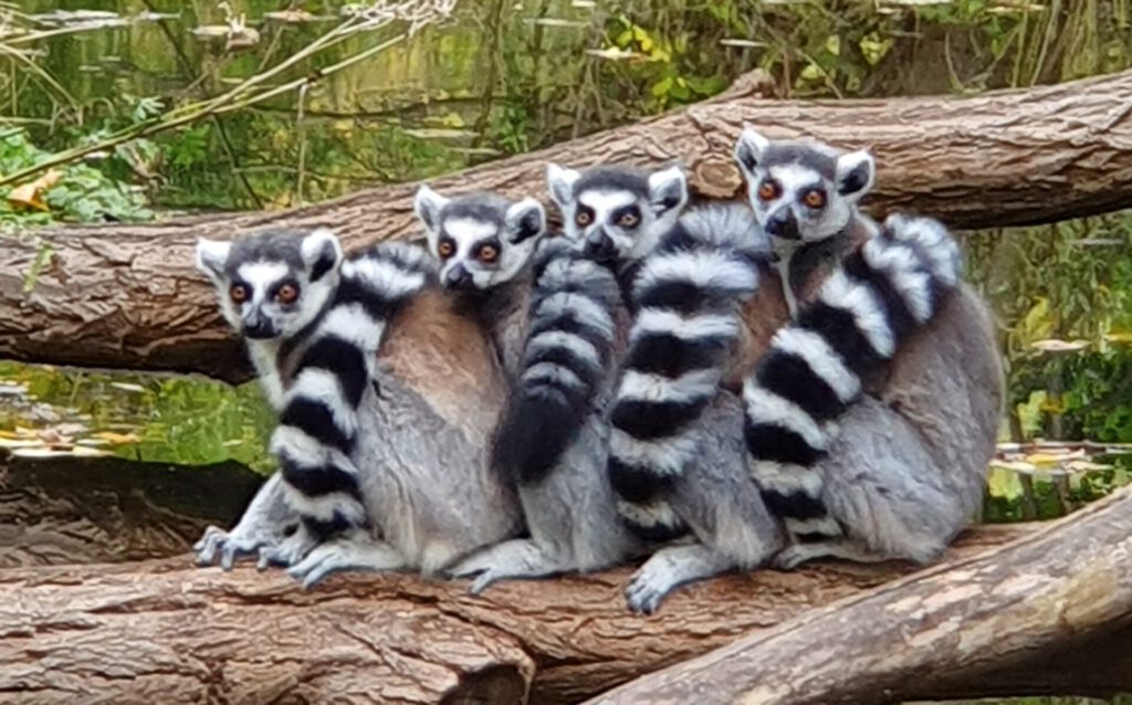 Katta, Bewohner im Tierpark Berlin