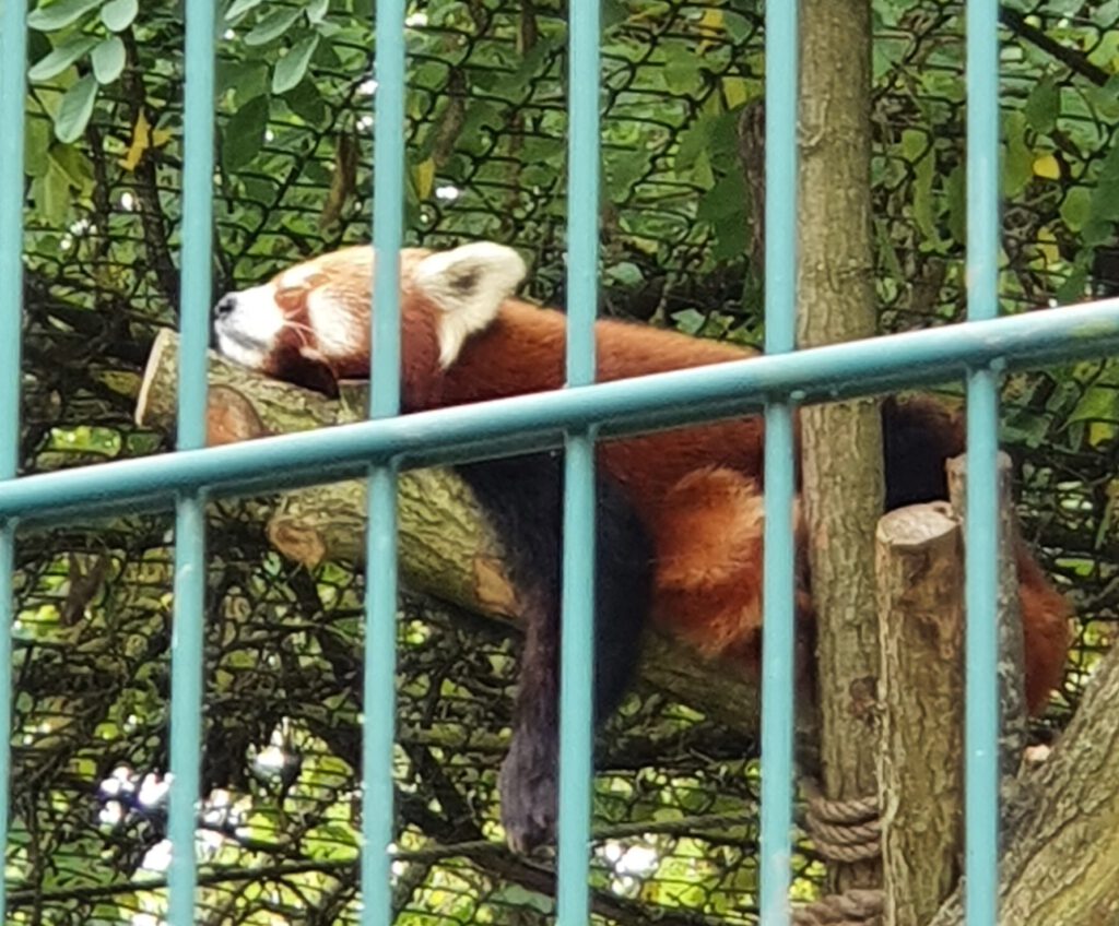 Kleiner Panda, Bewohner im Tierpark Berlin