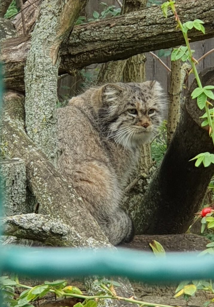Manul, Bewohner im Tierpark Berlin