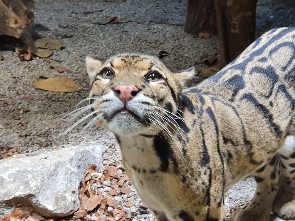 Nebelparder, Bewohner im Tierpark Berlin