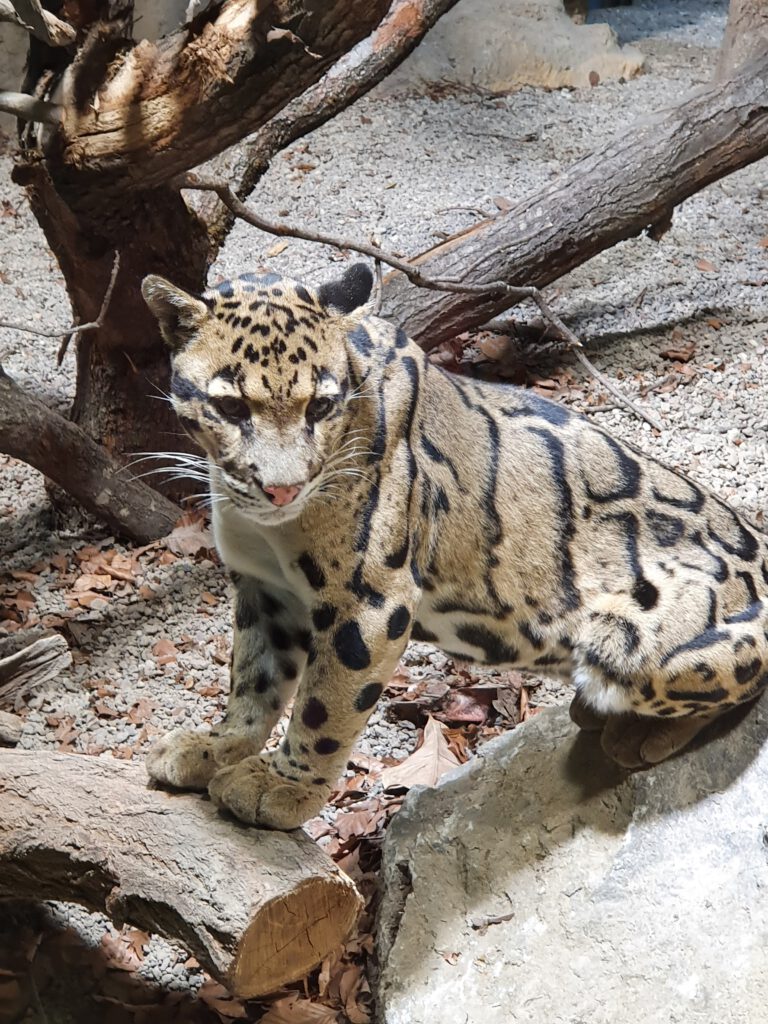 Nebelparder, Bewohner im Tierpark Berlin