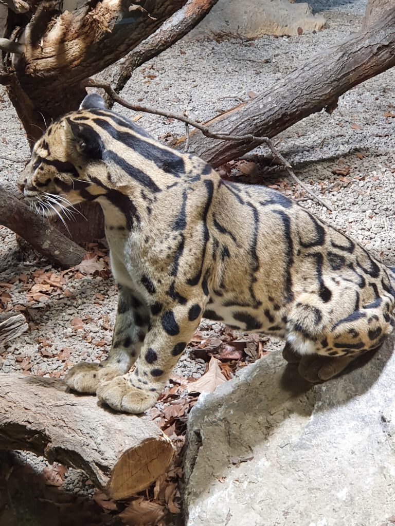 Nebelparder, Bewohner im Tierpark Berlin