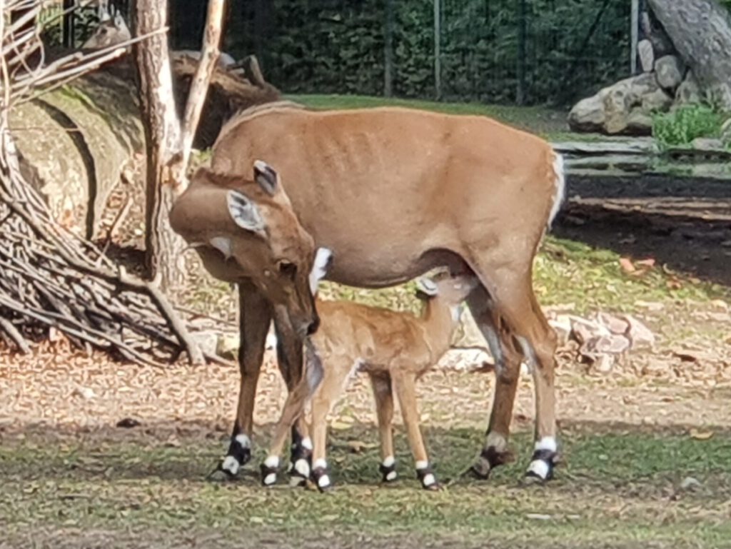 Nilgau-Antilope, Bewohner im Zoo Dresden