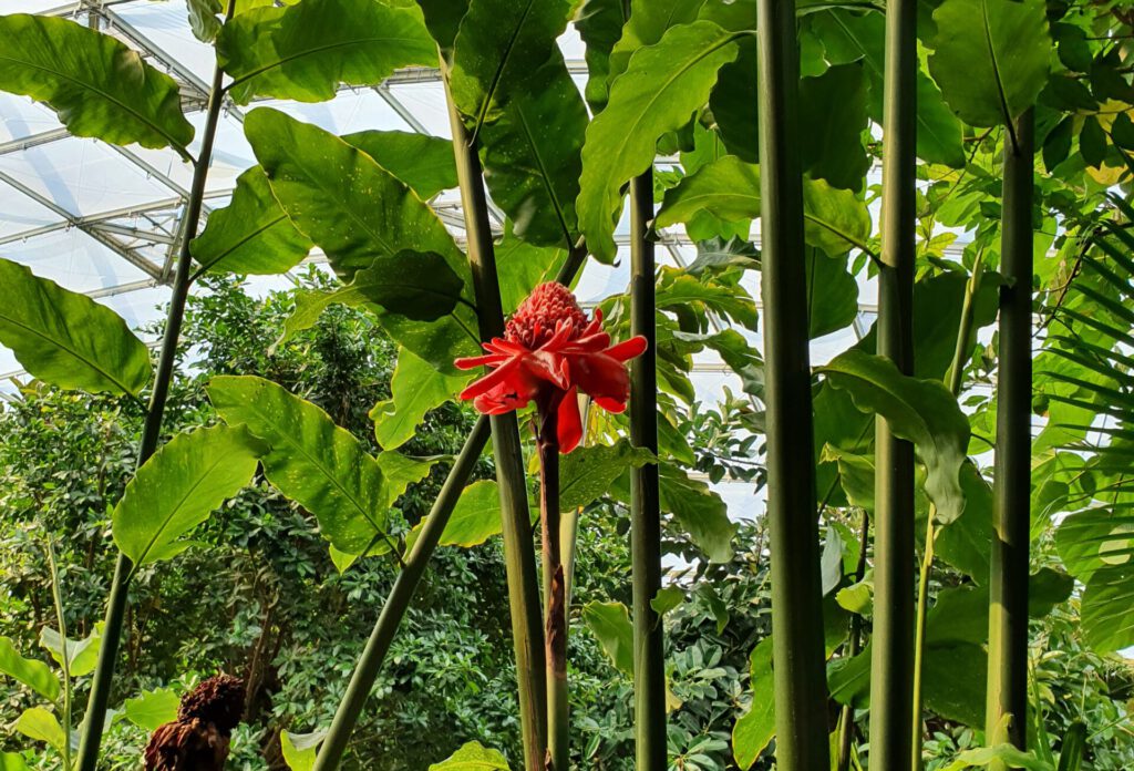 Rote Blüte im Gondwanaland im Zoo Leipzig