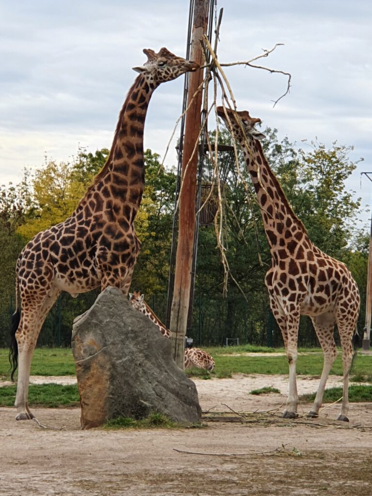 Rothschild-Giraffe, Bewohner im Tierpark Berlin