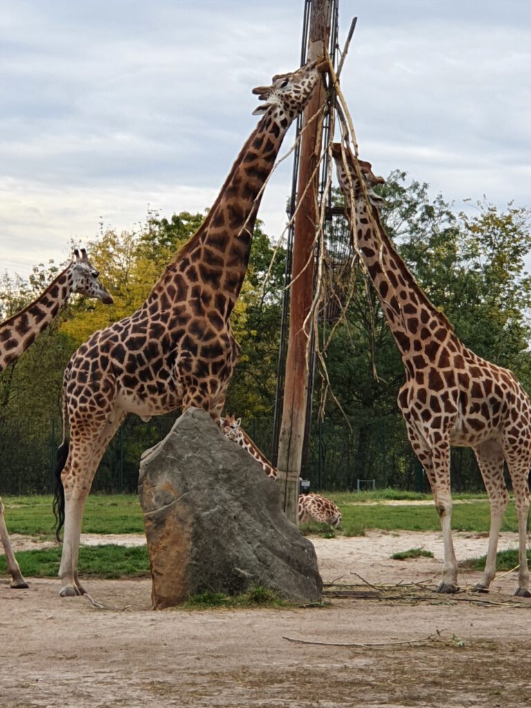 Rothschild-Giraffe, Bewohner im Tierpark Berlin