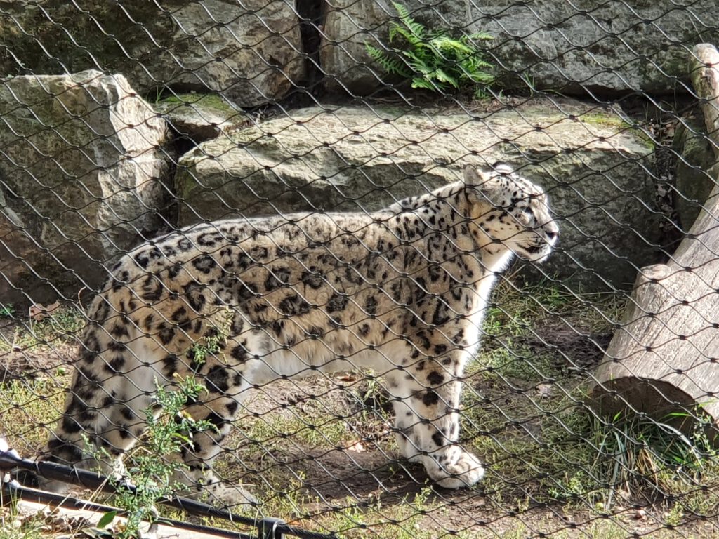 Schneeleopard, Bewohner im Zoo Dresden