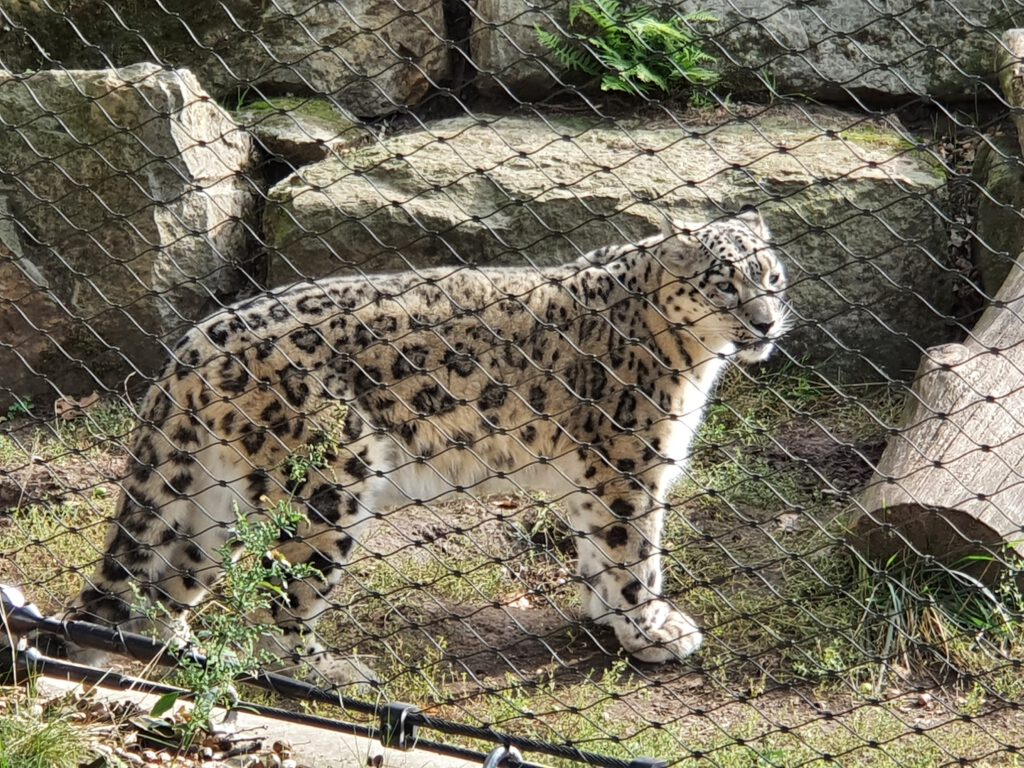 Schneeleopard, Bewohner im Zoo Dresden