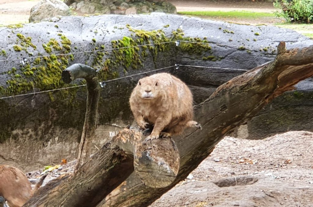 Schwarzschwanz-Präriehund, Bewohner im Tierpark Hagenbeck