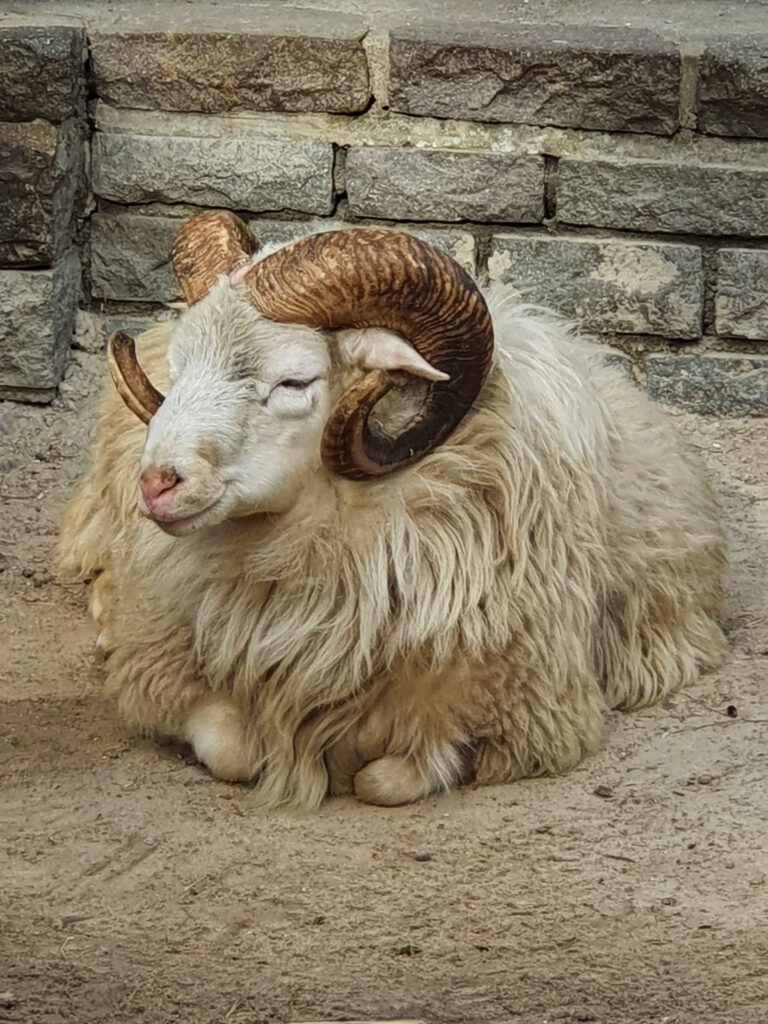 Skudde-Haus-Schaf, Bewohner im Tierpark Berlin