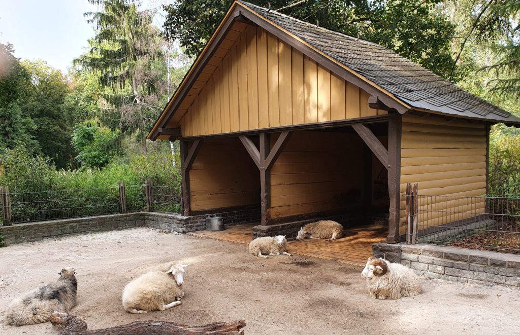Skudde-Hausschaf, Bewohner im Tierpark Berlin