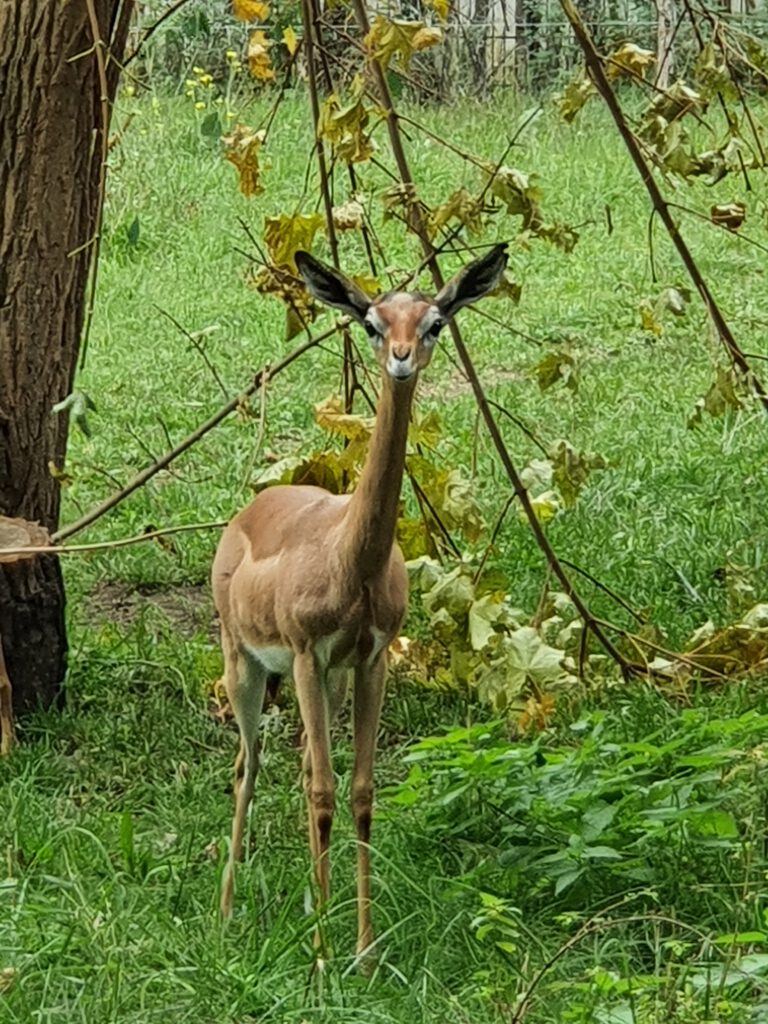 Südliche Giraffen-Gazelle, Bewohner im Tierpark Berlin
